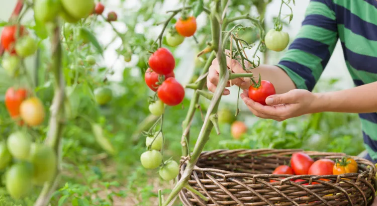 serre pour les tomates 2023