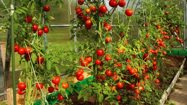 serre pour tomates 2023