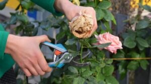 a,woman,is,deadheading,,removing,faded,rose,flowers,using,pruning