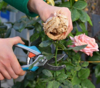 a,woman,is,deadheading,,removing,faded,rose,flowers,using,pruning