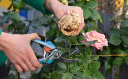 a,woman,is,deadheading,,removing,faded,rose,flowers,using,pruning