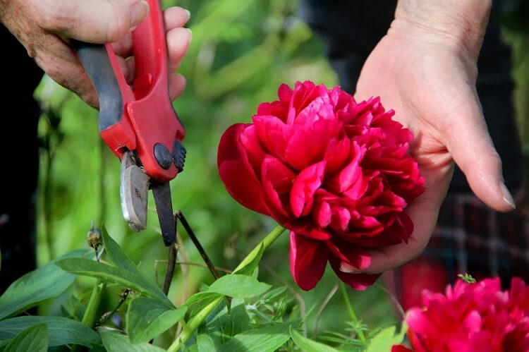 tailler pivoine apres floraison quand comment