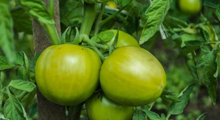 tomates ne rougissent pas