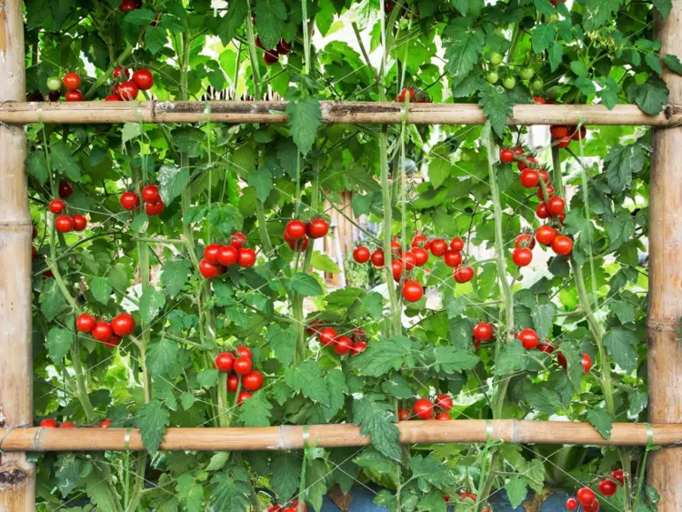 tomates on treillis ou tuteurs mildiou des tomates que faire
