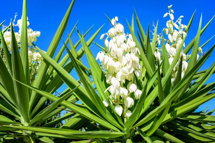 top 10 meilleures fleurs et plantes qui aiment la chaleur et le soleil jardin sans arrosage plein sud yucca