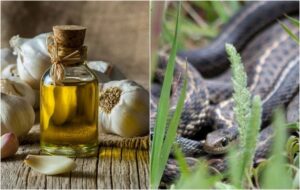 top astuces recettes fabriquer répulsif serpent naturel maison efficace produits écolos repousser serpents sans les tuer