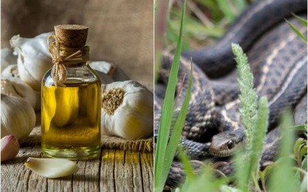 top astuces recettes fabriquer répulsif serpent naturel maison efficace produits écolos repousser serpents sans les tuer