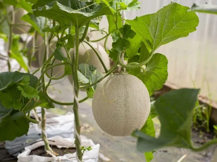 tous les avantages de la plantation verticale du melon 2023