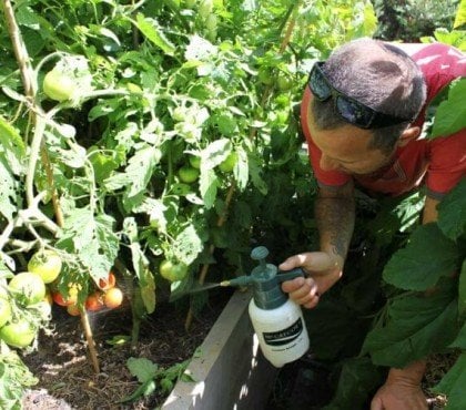 utiliser le bicarbonate de soude au jardin traiter oïdium mildiou problèmes fongiques insectes