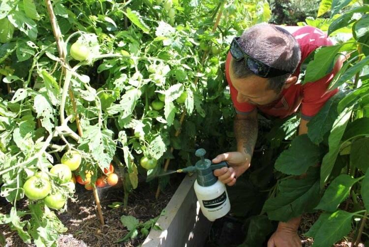 utiliser le bicarbonate de soude au jardin traiter oïdium mildiou problèmes fongiques insectes