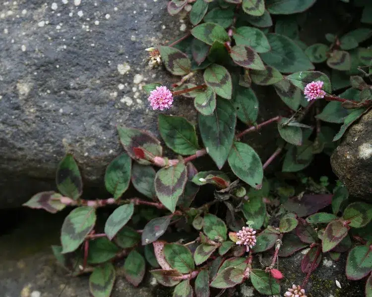 vivaces couvre sol à longue floraison renouée rose