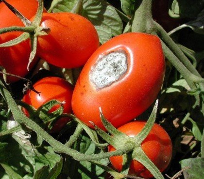 anthracnose de la tomate