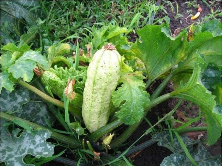 anthracnose des courgettes comment y remédier de manière naturelle