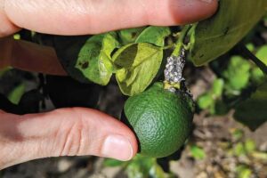 lebbeck mealybug damage on citrus fruit