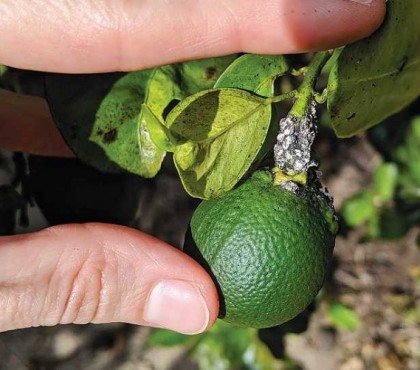 lebbeck mealybug damage on citrus fruit