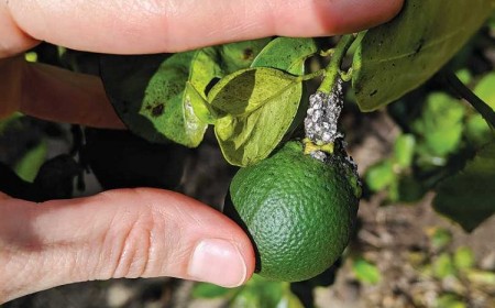 lebbeck mealybug damage on citrus fruit