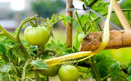 comment attacher les tomates