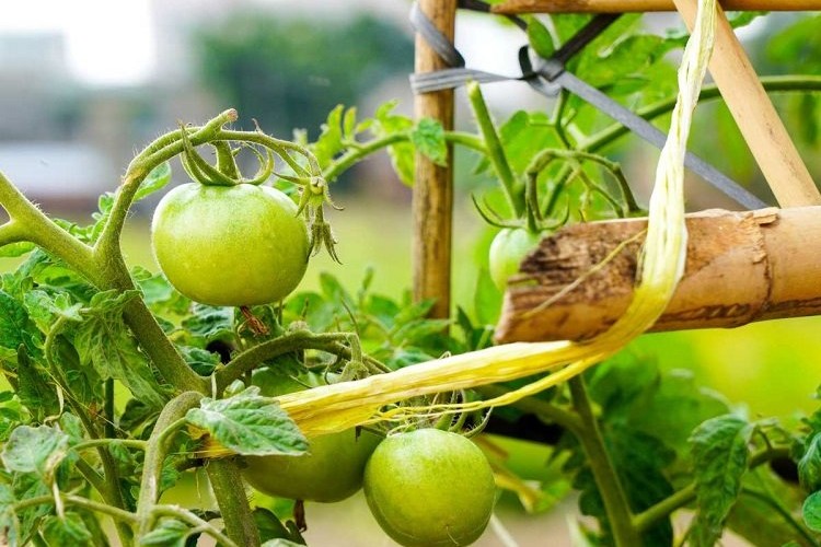 comment attacher les tomates