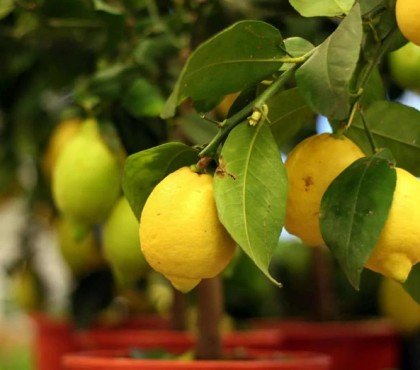 comment booster la croissance d'un citronnier
