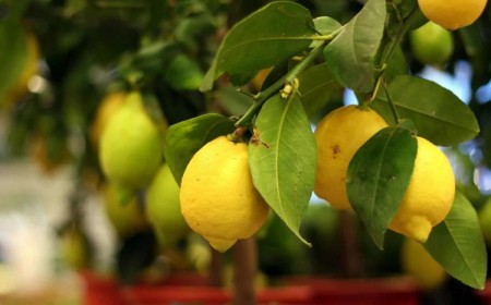 comment booster la croissance d'un citronnier