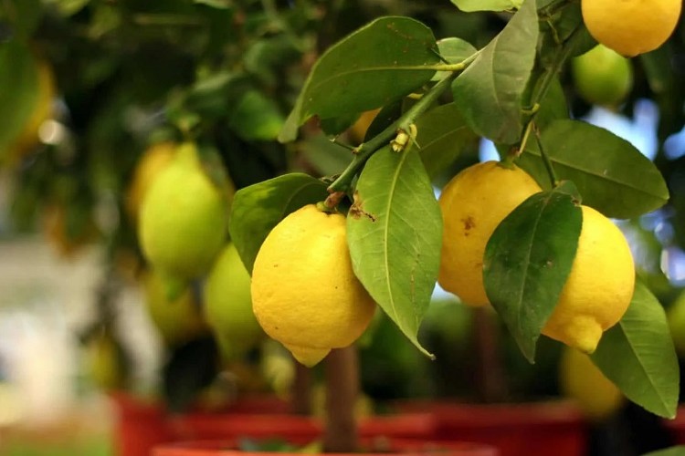 comment booster la croissance d'un citronnier
