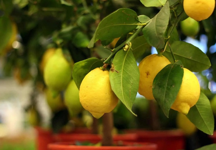 comment booster la croissance d'un citronnier