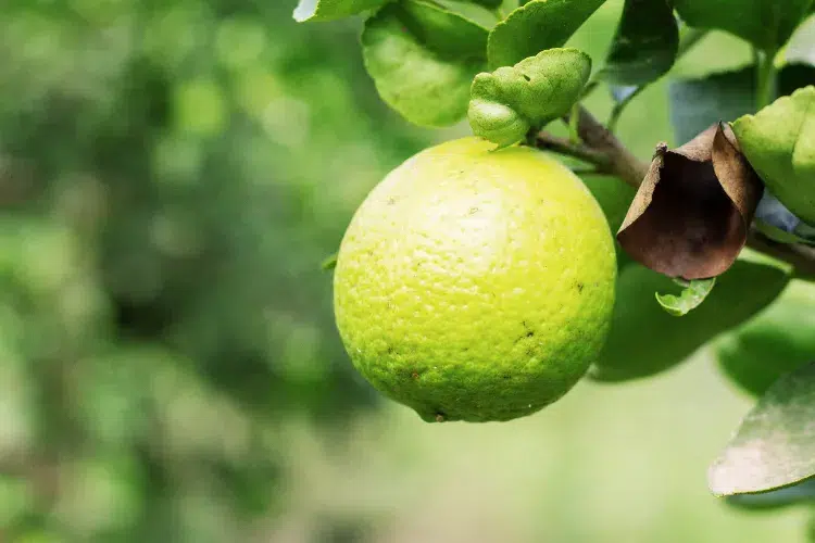 comment faire jaunir les citrons en pot ou en jardin