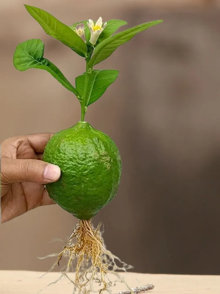 comment faire pousser un citronnier à partir d'un fruit