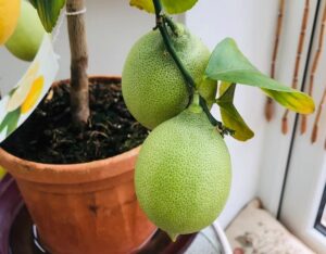 comment sauver un citronnier trop arrosé