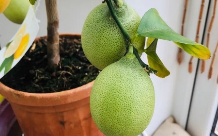comment sauver un citronnier trop arrosé