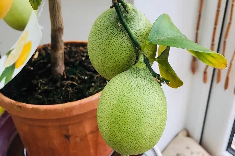 comment sauver un citronnier trop arrosé