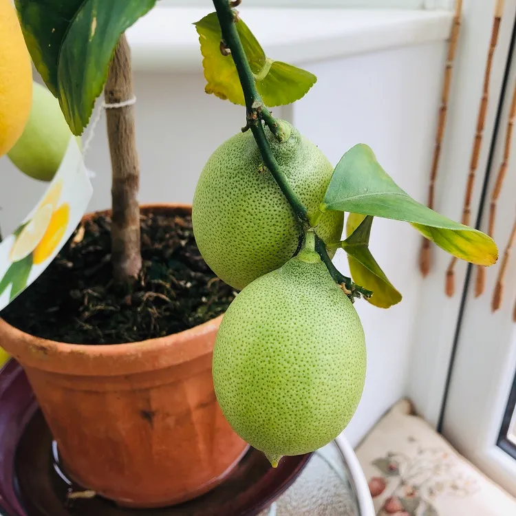 1 ou 2 plants de citronniers en pot