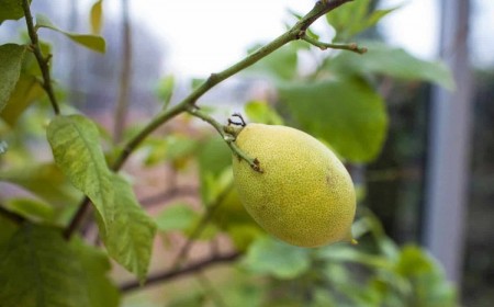 comment savoir si le citronnier a soif