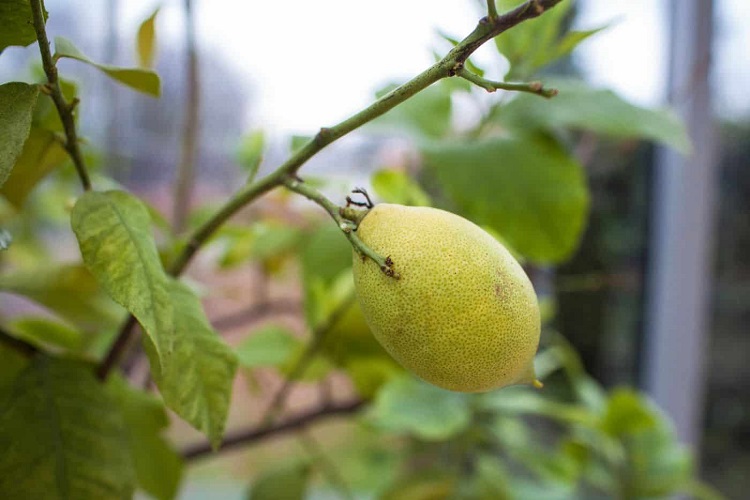 comment savoir si le citronnier a soif