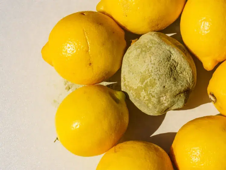 comment savoir si les citrons sont comestibles pourquoi ne pas manger la première récolte de citron causes conseils pesticides toxiques murs