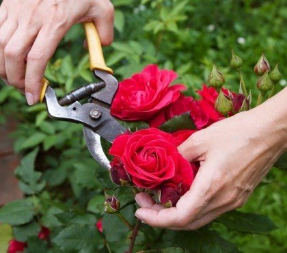 comment tailler les rosiers en été