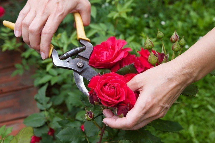 comment tailler les rosiers en été