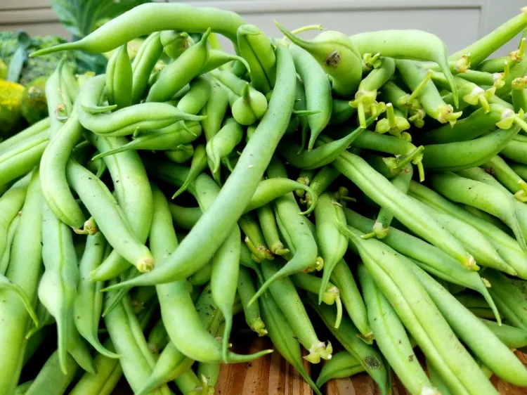 durée de conservation des haricots verts frais jaunes blancs methodes jardin secs frais bocal frigo congelateur