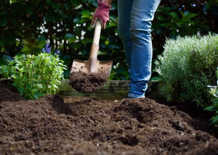 enlever la motte de terre préparer le sol du nouvel emplacement quand et comment transplanter un hortensia conseils