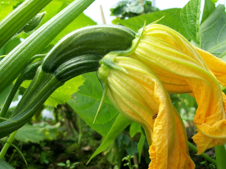 fleur de courgette double que faire