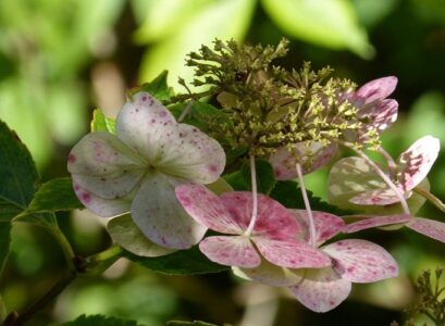 hortensia perd ses feuilles ou fleurs