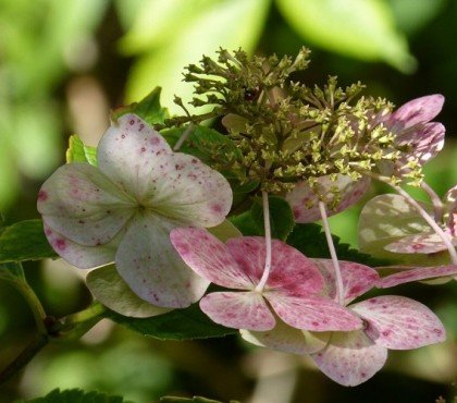 hortensia perd ses feuilles ou fleurs