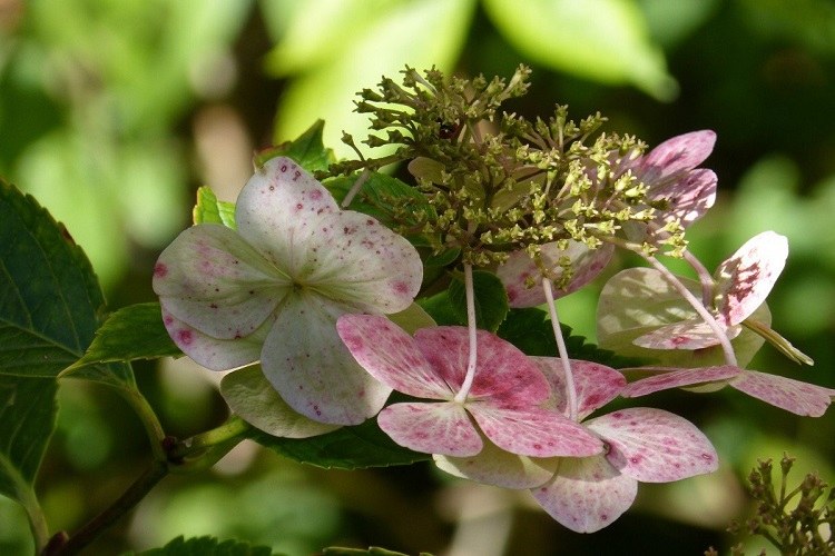 hortensia perd ses feuilles ou fleurs