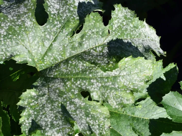 la maladie fongique le mildiou pourquoi les feuilles des courgettes jaunissent jardin conseils raisons maladies acariens lumiere arrosage solutions