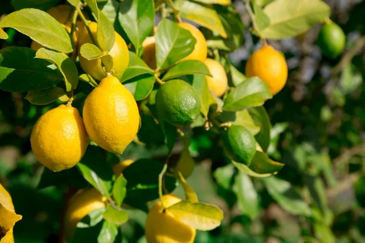la première récolte de citrons est pleine de pesticides pourquoi ne pas manger la première récolte de citron causes conseils pesticides toxiques murs