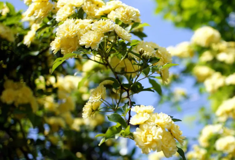 le rosier de banks fleurs plantes plein soleil pour pergola privilegier faciles espace exterieur sud jasmin passiflore glycine idées jardin