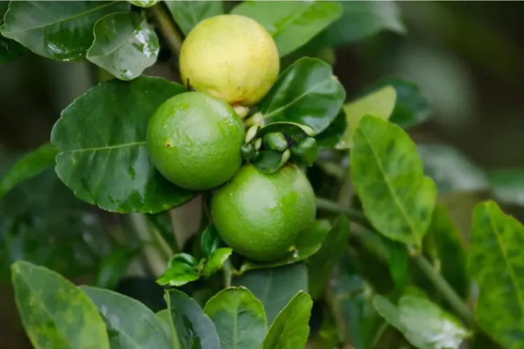 le fruit ne sera pas assez mûr pourquoi ne pas manger la première récolte de citron causes conseils pesticides toxiques murs comestibles prévention