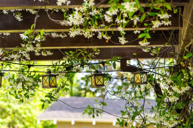 le jasmin étoilé plantes plein soleil pour pergola privilegier faciles espace exterieur sud jasmin passiflore glycine idées jardin
