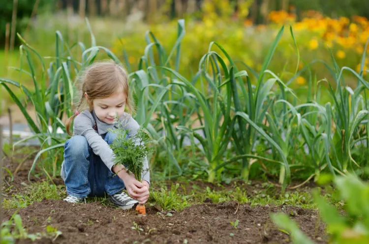 les carottes jardinage avec des enfants en juillet methodes petit jardinier jeux planter legumes carottes radis arrosage