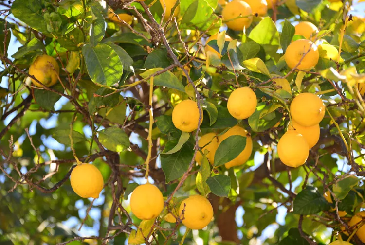 les premiers citrons peuvent être toxiques pourquoi ne pas manger la première récolte de citron causes conseils pesticides toxiques murs comestibles